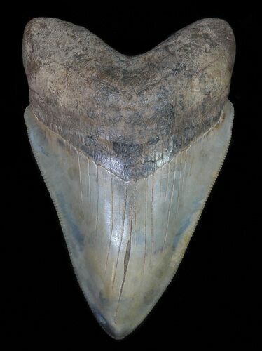 Serrated, Fossil Megalodon Tooth - Glossy Enamel #66203
